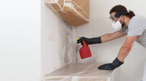Professional Basement Mold Remediation technician working in Nederland, TX