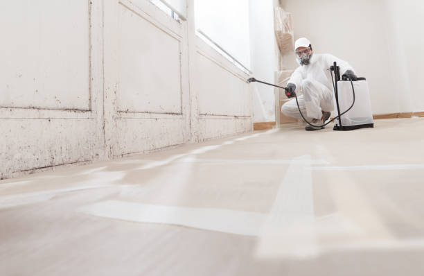 24/7 Emergency Basement Mold Remediation experts in Nederland, TX