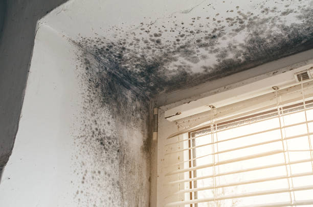 Affordable Basement Mold Remediation solutions in Nederland, TX